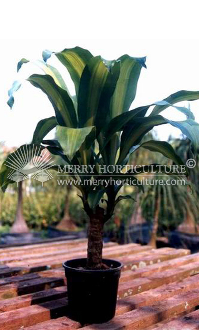 Dracaena fragrans 'Massangeana'